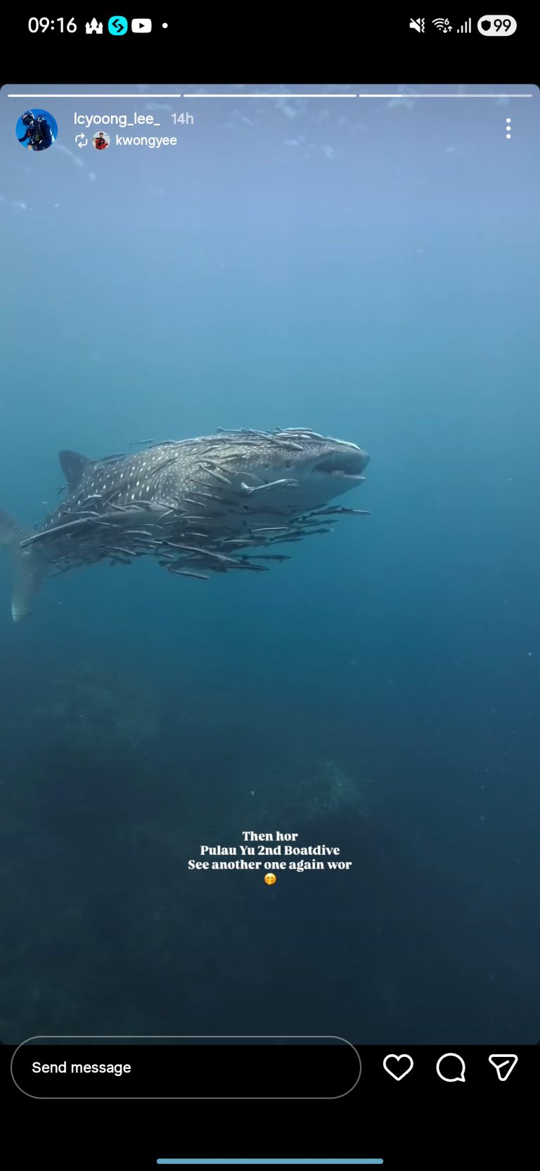 Whaleshark