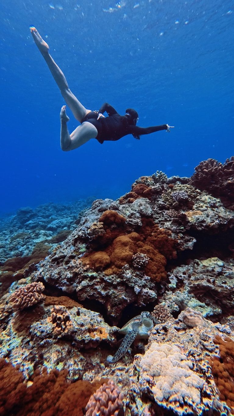與海龜共舞